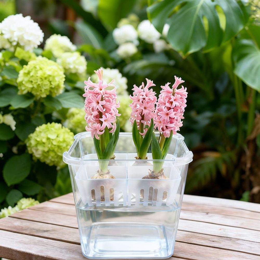 Indoor Plants - Hydroponische Vase für Tulpen- und Lilienzwiebeln,