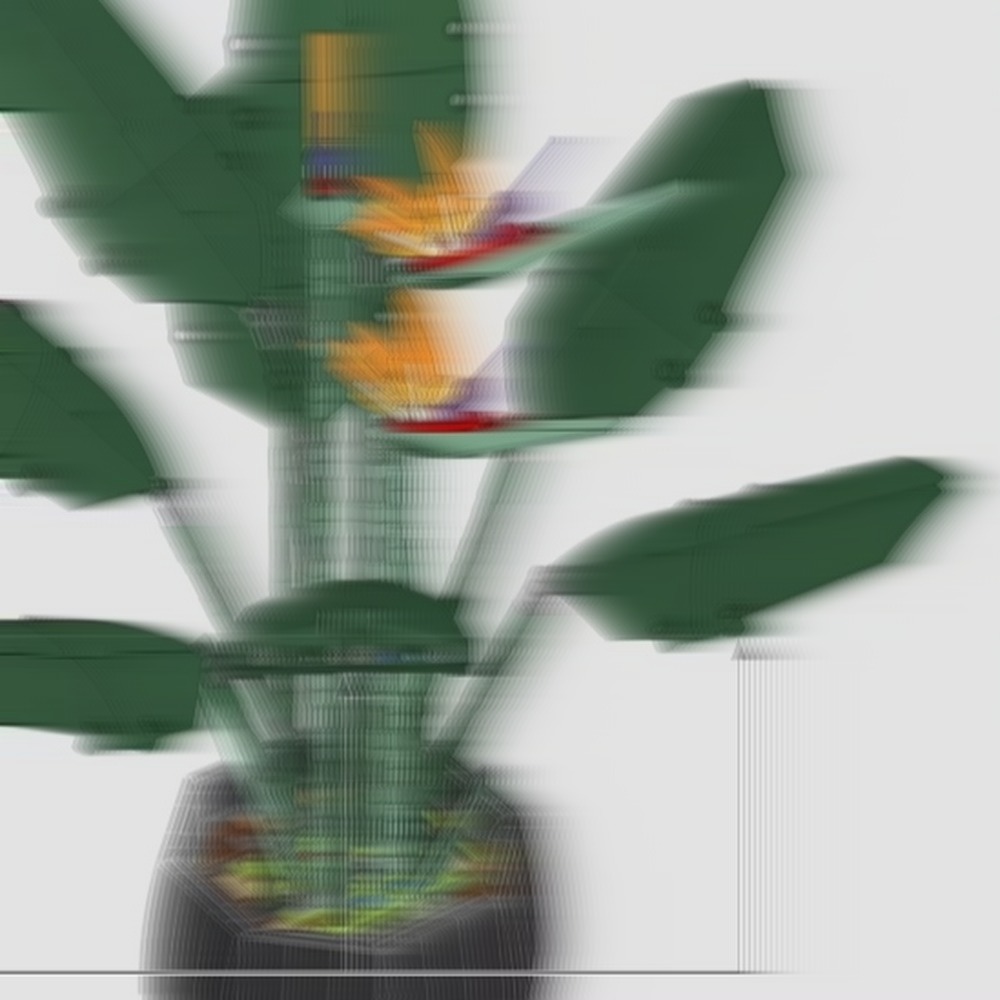 Wunderschönes Paradiesvogel-Bl – The Plant Parent Bewertung und Preis